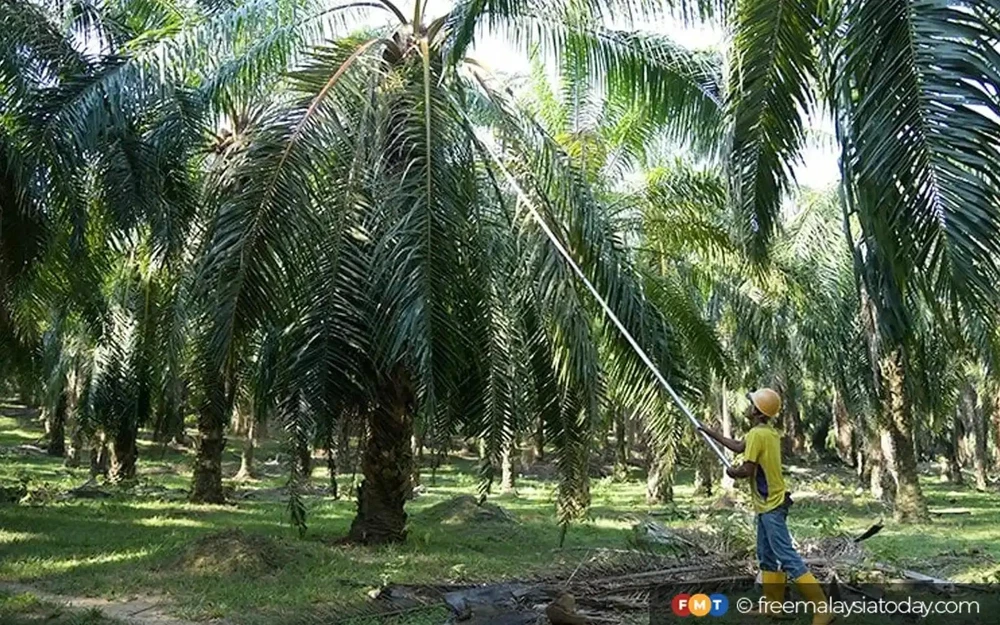 The project will reach children and young people as well as their families, both documented and undocumented, living and working in and around oil palm plantations in Tawau, Sabah. (Photo: https://www.freemalaysiatoday.com/)