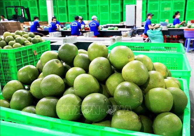 Vietnam’s fresh pomelo licensed to export to RoK. (Photo: VNA)