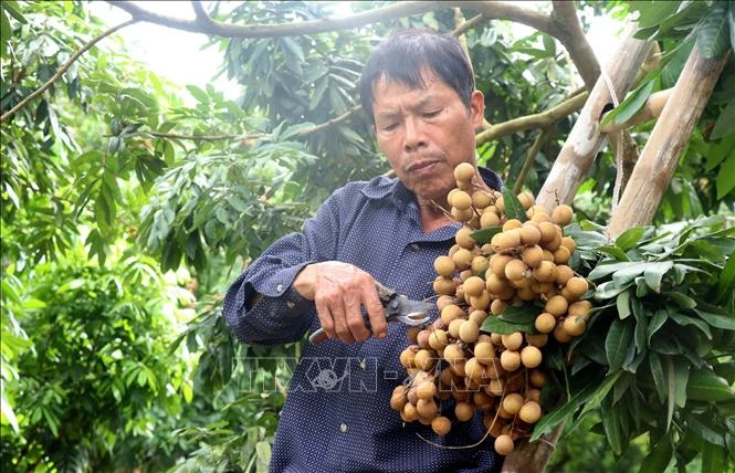 A farrmer in Hong Nam commune, Hung Yen city is harvesting longan. (Photo: VNA)