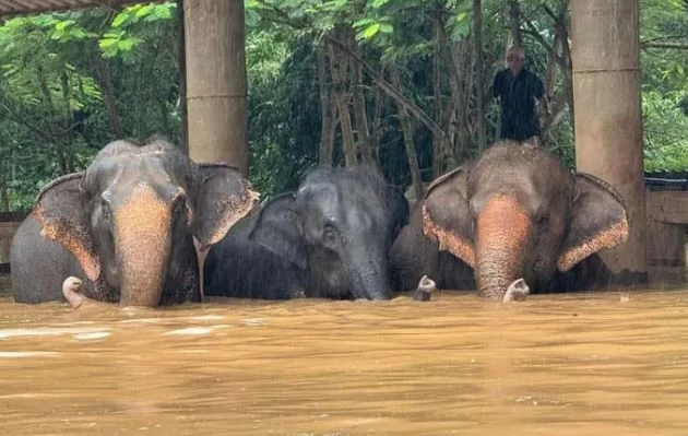 Over 100 elephants are evacuated from a popular elephant sanctuary in northern Thailand (Photo: https://www.thestar.com.my/)