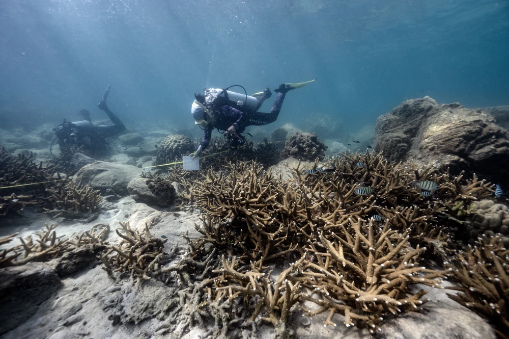 Coral off the coast of Samae San Island in Thailand's Chonburi Province (Photo: AFP/VNA)