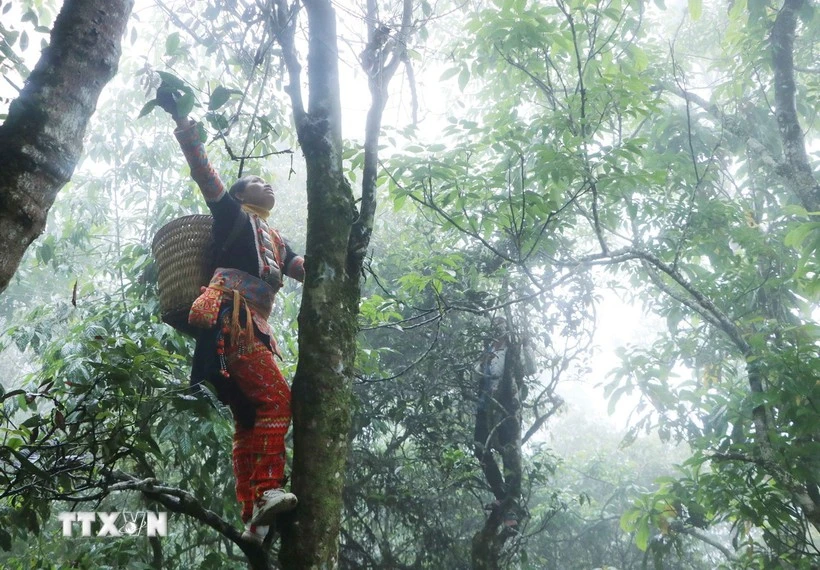 Mo Si San commune has more than 1,700 old Shan Tuyet tea trees. (Photo: VNA)