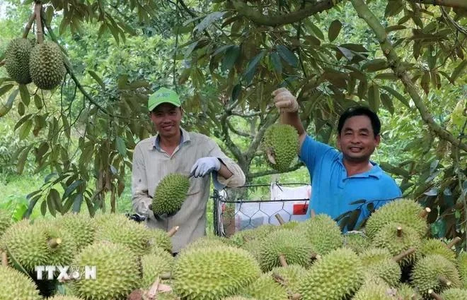 Harvesting durians at Lien Duc Cooperative in Xa Bang commune, Chau Duc district, Ba Ria-Vung Tau province (Photo: VNA)