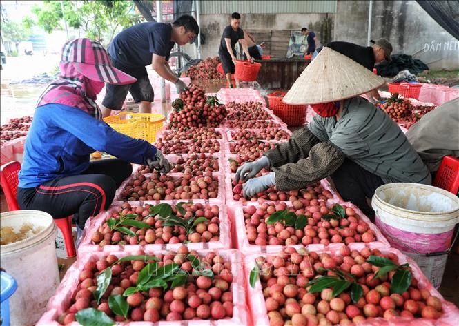 北江省农民收获荔枝。图自互联网