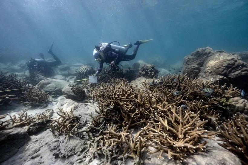 Tailandia cierra una isla para reducir el blanqueamiento de corales (Fuente: AFP/VNA)