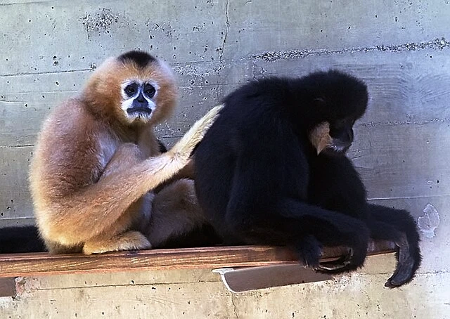 El gibón Siki. (Fuente: baovanhoa.vn)