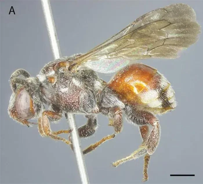 Descubren nueva especie de abeja en la provincia de Ha Tinh. (Fuente: Instituto de Ecología y Recursos Biológicos de la Academia de Ciencia y Tecnología de Vietnam(