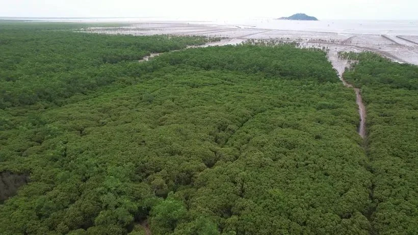 Vietnam por desarrollar bosques. (Fuente: Vietnamplus)