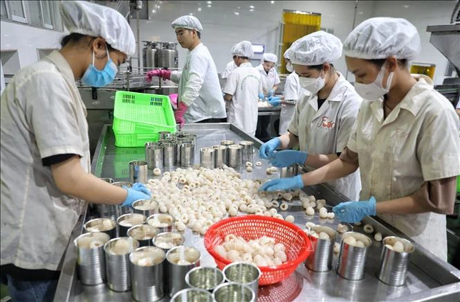 北江省陆岸县食品进出口股份公司荔枝罐头加工出口线。图自越通社