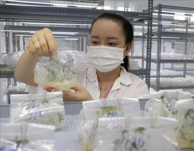 不断推动改革创新 促进越南医疗、制药和生物技术产业发展。图自越通社