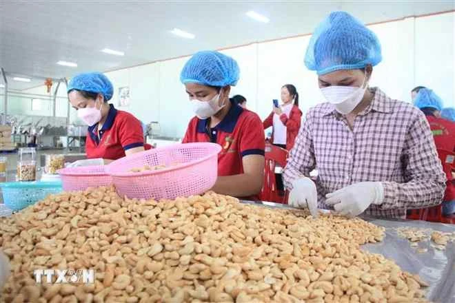 Emballage de noix de cajou dans une entreprise à Binh Phuoc. Photo: VNA