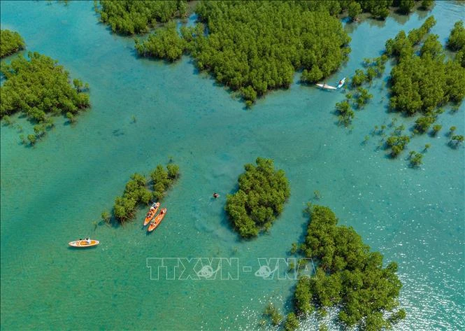 Forêt de mangroves de la baie de Nha Trang, province de Khanh Hoa, vue d'en haut. Photo: VNA