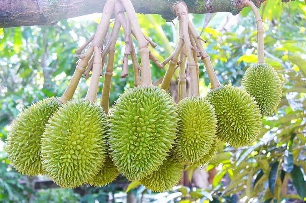 Durian. Photo d'illustration: thuonghieuquocgia.congthuong.vn