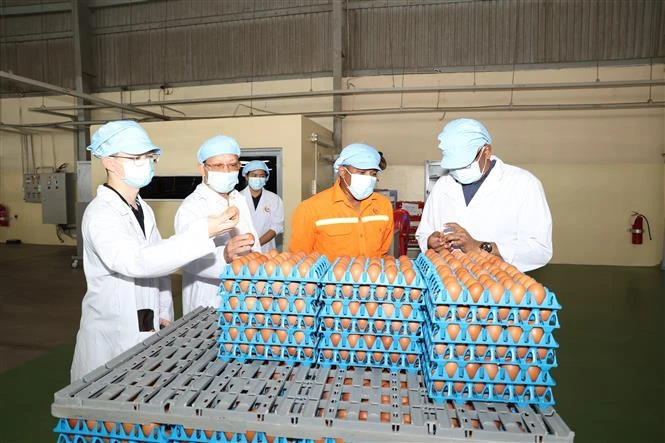 A la ferme de production d'œufs de poule de la sarl QL VietNam Agroresources. Photo: VNA