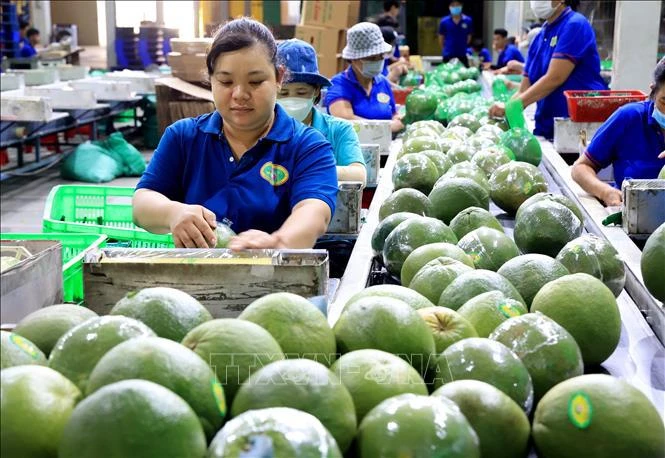 Pamplemousses destinés à l'exportation dans le district de Mo Cay Bac, province de Ben Tre. Photo: VNA