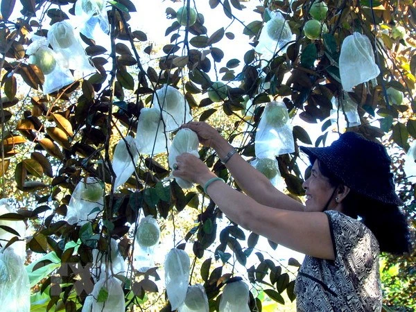 Pommes de lait de Lo Ren, province de Tien Giang. Photo d'archives: VNA