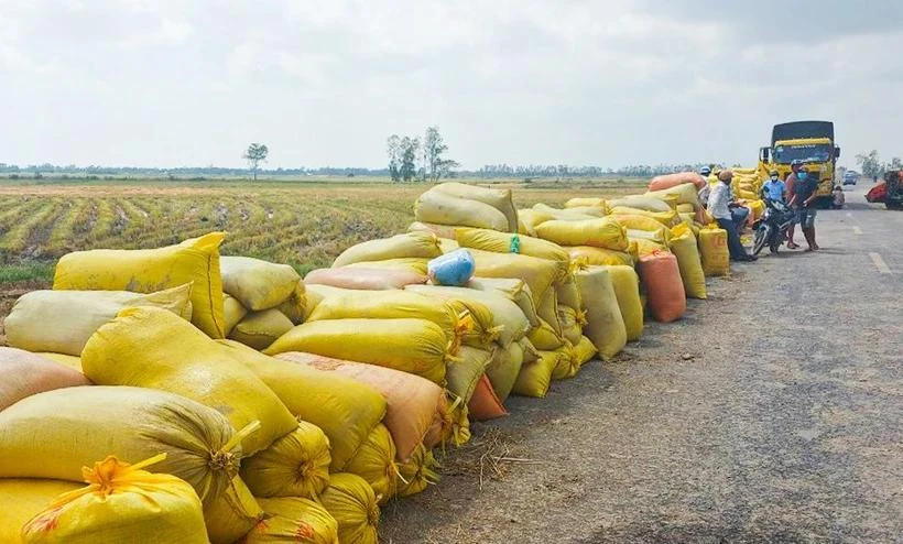 Les exportations de riz ont rapporté à Soc Trang 627 millions de dollars au cours des 10 premiers mois de l'année. Photo: dttc.sggp.org.vn