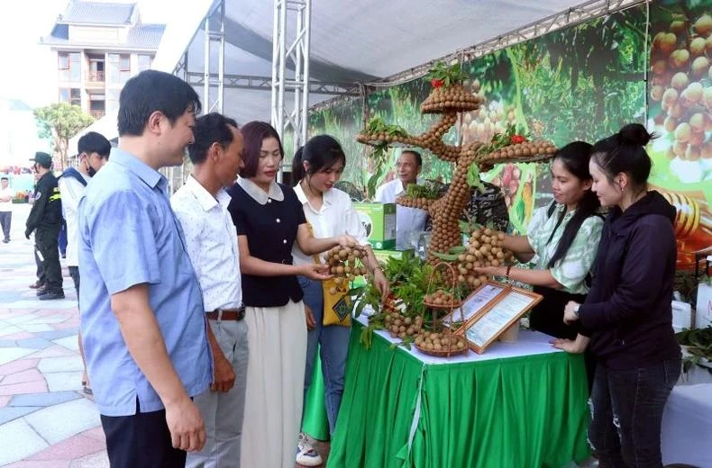 Le longane est un produit agricole important de la province de Hung Yen. Photo: nhandan.vn