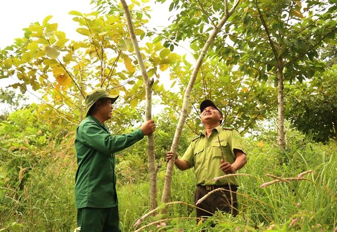 Dans la réserve naturelle d'Ea So, province de Dak Lak. Photo : VNA