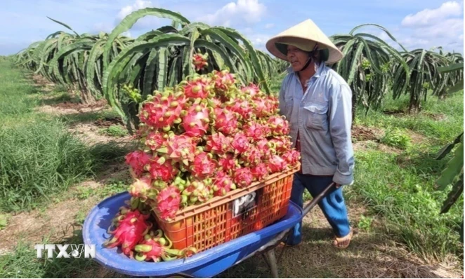 Israel's irrigation technology has been applied on tens of thousands of hectares of crops in Vietnamese localities, including the Central Highlands province of Lam Dong and the south-central coastal province of Binh Thuan. (Photo: VNA)