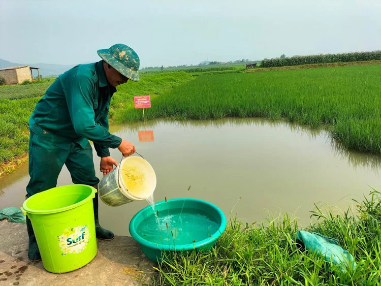 水稻+禾虫种养模式有助于推广有机农产品地价值。图自互联网