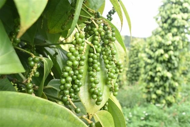 Vietnam's pepper export nears 500 million USD . (Photo: VNA)