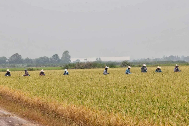 Agricultural labourers working in a rice field in Suphan Buri province, Thailand (Photo: bangkokpost.com)