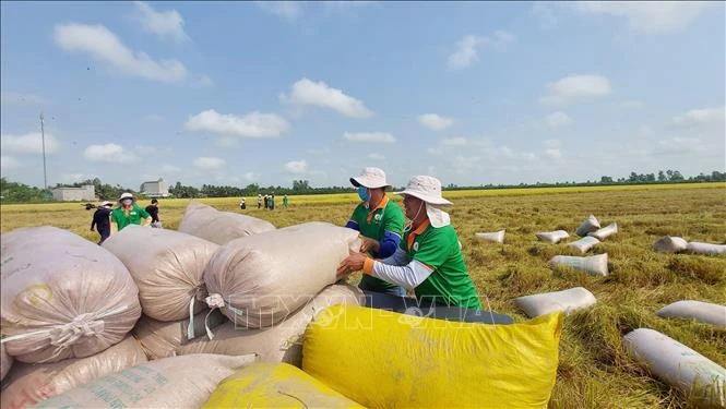 Rice exports top 6.1 million tonnes in eight months (Photo: VNA)