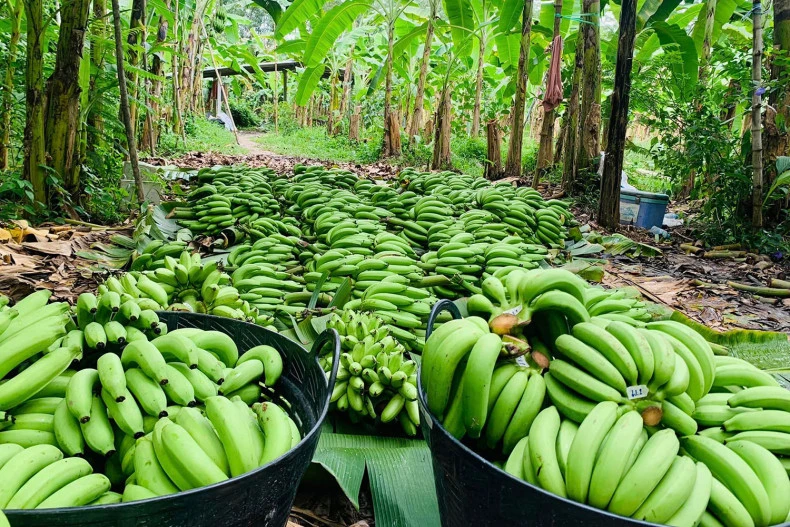 Golden bananas, or kluay hom thong, harvested at a plantation in Bang Kaew district in Phatthalung province and ready to go to market. (Photo: Golden Bananas Phatthalung Facebook account) 