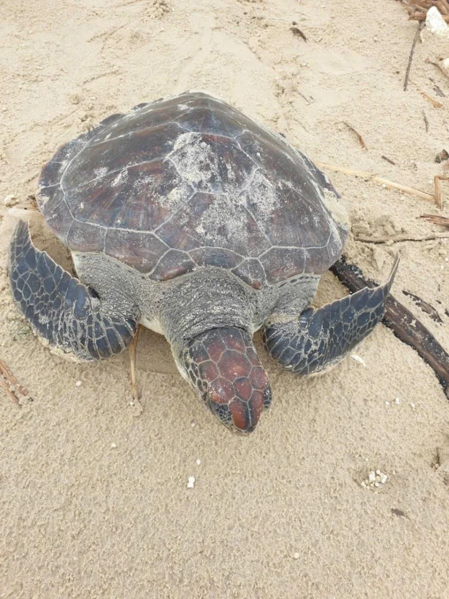 Rare green sea turtle released in Quang Tri (Photo: VNA)