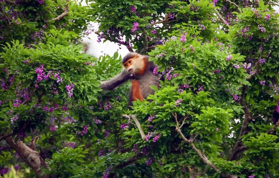 Le Peltophorum pterocarpum est la nourriture préférée du douc langur à pattes brunes, qui est connu sous le nom de « reine des primates ». Photo: Vietnamplus