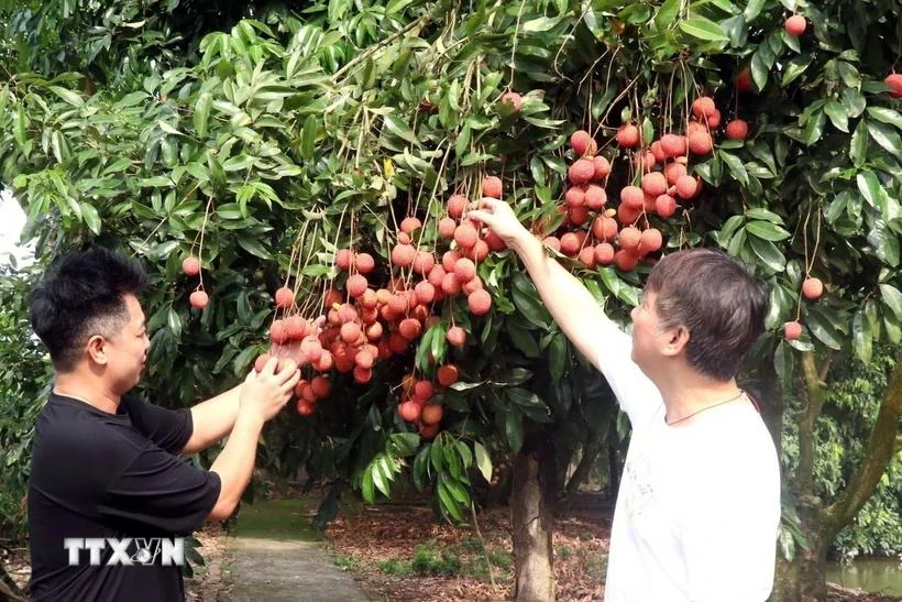 Les litchis en forme d'œuf de Hung Yen ont gagné la faveur des consommateurs du monde entier. Photo: VNA