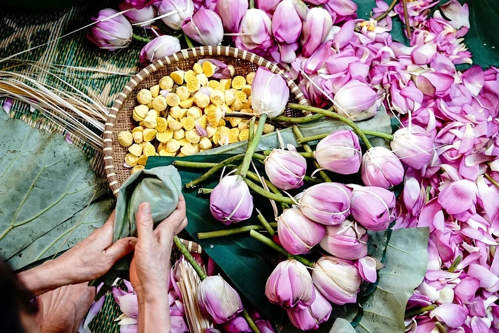 La saison des lotus va de mai à septembre. Grâce aux conditions pédoclimatiques spéciales, ces fleurs dégagent un parfum plus fort que celles cultivées dans d’autres régions. C’est pour cette raison que les producteurs ne choisissent que les lotus du lac de l’Ouest. Photo: VNA