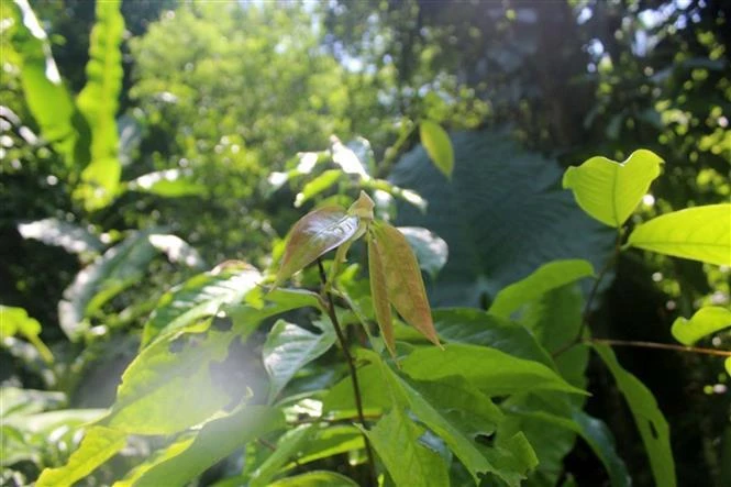 Un arbre de l’espèce Camellia pleurocarpa (Gagnep.). Photo: VNA