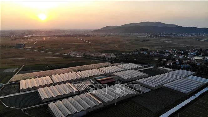 Ferme de légumes bio de la coopérative Yen Dung dans la province de Bac Giang. Photo: VNA