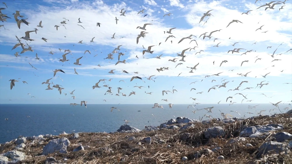 L'île Trứng : un nid d'œufs géant au cœur de Con Dao