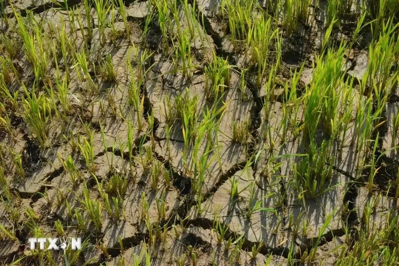 Los campos de arroz de la población de la comuna de Bong Krang, distrito de Lak (Dak Lak) sufren a la sequía. (Foto: VNA)