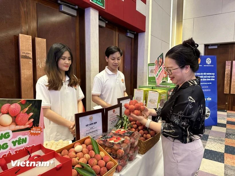 Muchas personas adornan el lichi de huevo de Hung Yen (Fuente: Vietnam+)