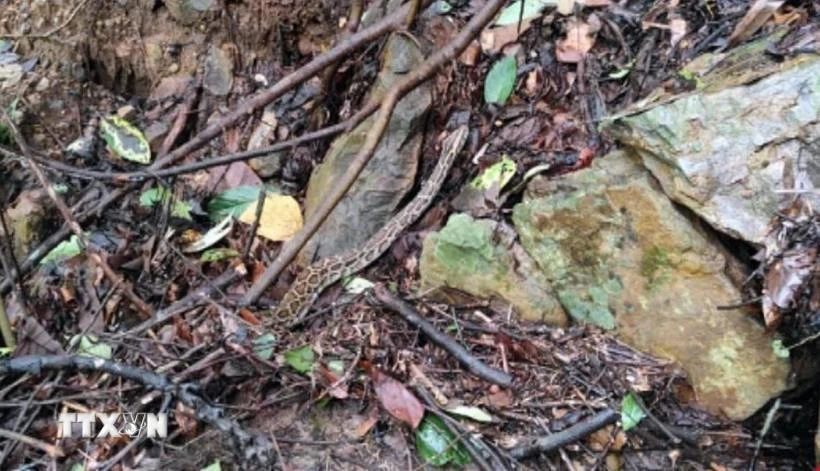 La serpiente rata oriental liberada a la naturaleza (Fente: VNA)