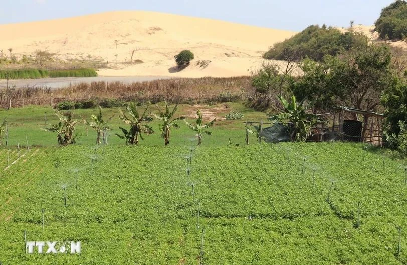 Con una inversión total superior a los 37,1 millones de dólares, el proyecto de adaptación climática se implementará en los distritos de Ninh Son, Ninh Phuoc y Thuan Nam de la provincia de Ninh Thuan (Foto: VNA)