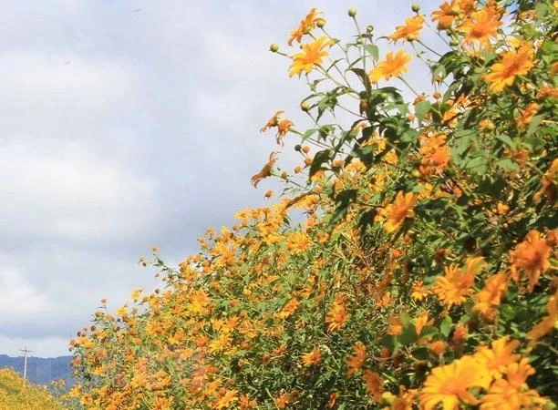 El amarillo de los girasoles silvestres en la Altiplanicie Occidental de Vietnam (Fuente: VNA)