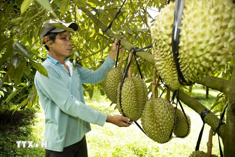 El durian vietnamita (Fuente: VNA)