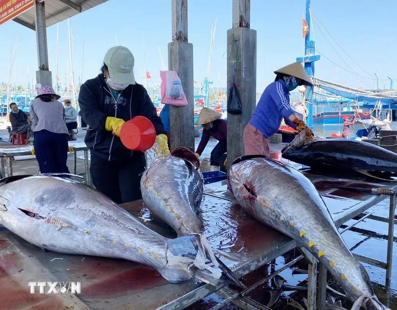 Tuna processing in Binh Dinh province (Photo: VNA)