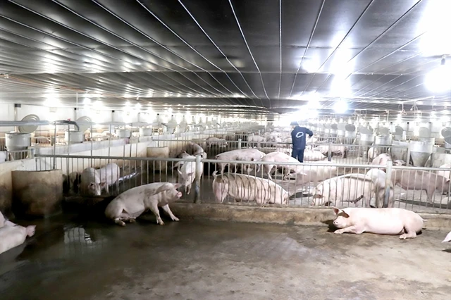 A farm of Gia Lai Livestock Joint Stock Company (Photo: VNA)