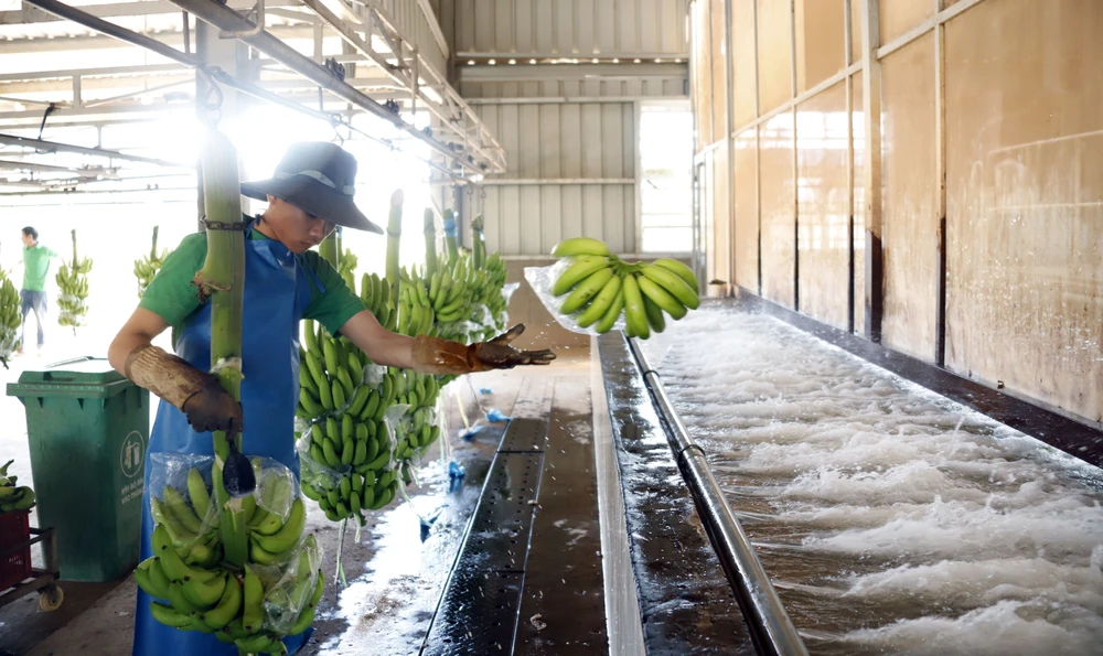 A Lao worker at a banana processing facility of the Nam Laos agricultural company (Photo: VNA)