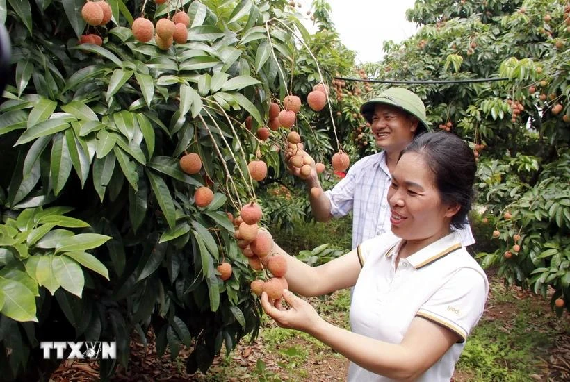 Bac Giang is now home to 29,700 hectares of lychee, yielding more than 100,000 tonnes in 2024. (Photo: VNA)