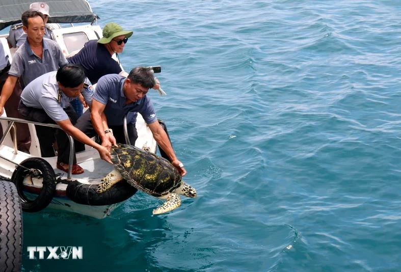 A hawksbill sea turtle is released into the nature. (Photo: VNA)