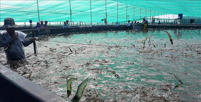 The shrimp sector is suggested to develop in value chain to improve its competitive edge. (Photo: VNA)