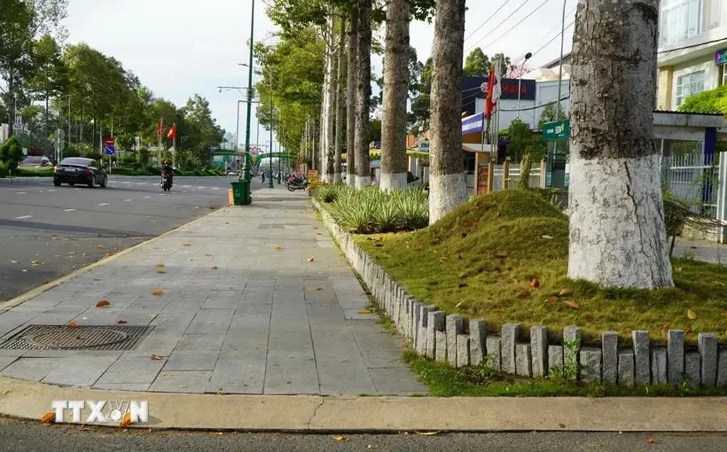 Around 50 firms under the wing of the Cong Minh Company win over 600 tree growing tender packages. (Photo: VNA)