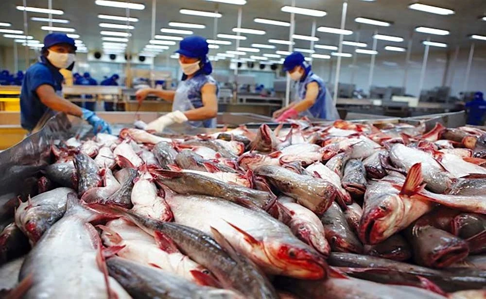 Vietnam gains 114 million USD from tra fish export to the CPTPP markets as of June 15. (Photo: baodautu.vn)